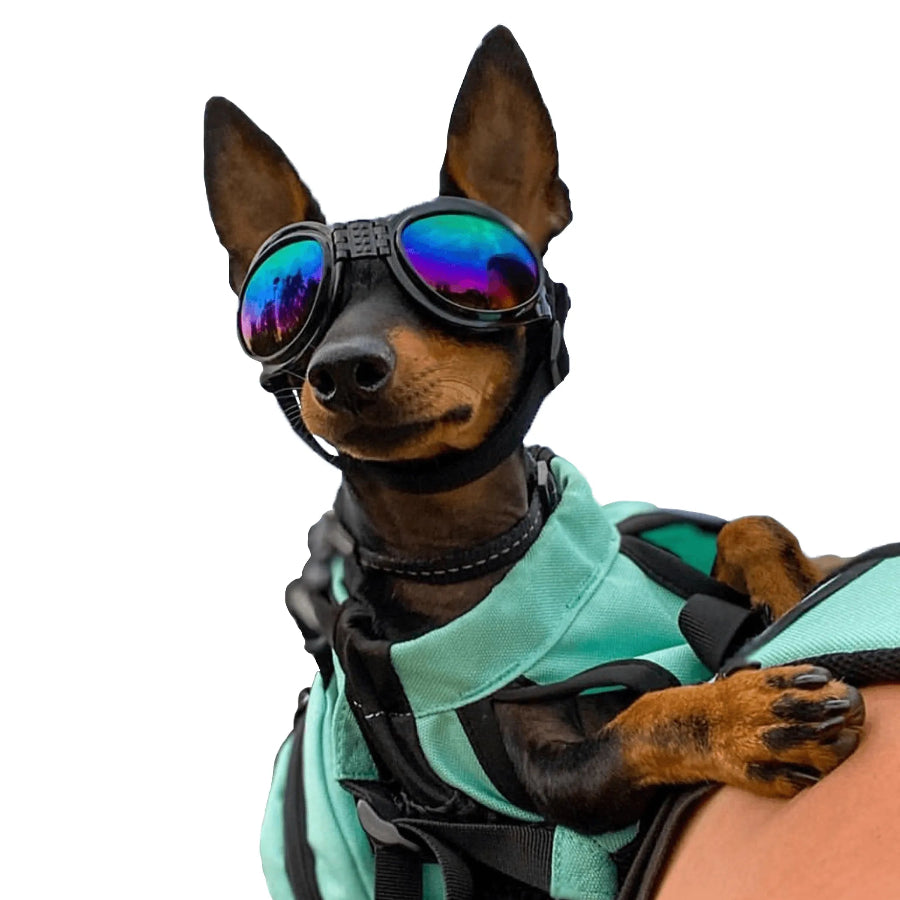 K9 Sport Shades | Protective Dog Goggles for Active Play