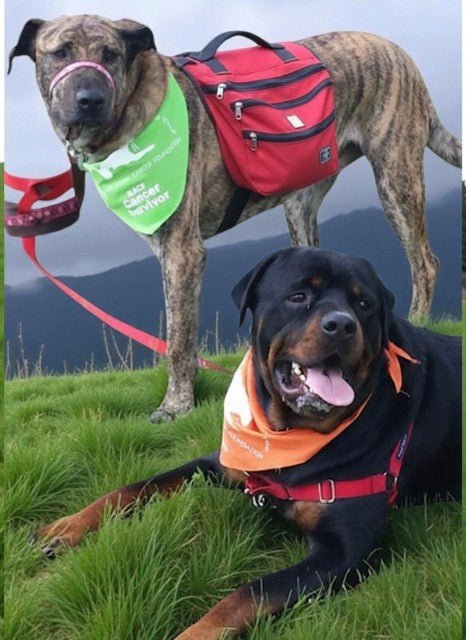 Summer Safety Tips for Dogs on the Trail