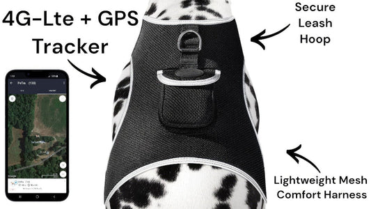 Why Every Adventure Dog Needs a GPS Tracker